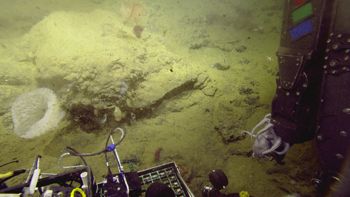 Media type: image;   Invertebrate Zoology 153111 Description: live specimen;